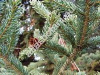 Picea glauca (Moench) Voss (Pinus glauca Moench, Picea albertiana Brown, Picea canadensis (Michx.) Link.)