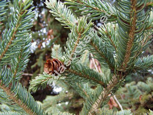 Picea glauca (Moench) Voss (Pinus glauca Moench, Picea albertiana Brown, Picea canadensis (Michx.) Link.)