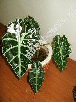 Alocasia x hybrida (Alocasia amazonica)