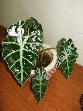 Alocasia x hybrida (Alocasia amazonica)