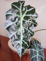 Alocasia x hybrida (Alocasia amazonica)