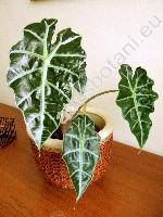 Alocasia x hybrida (Alocasia amazonica)