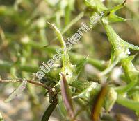 Salsola kali subsp. rosacea (Salsola kali auct., Salsola tragus auct., Salsola australis)