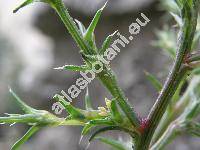 Salsola kali subsp. rosacea (Salsola kali auct., Salsola tragus auct., Salsola australis)