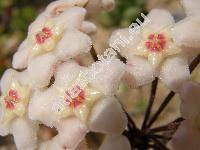 Hoya carnosa (L.) R. Br. (Asclepias carnosa)