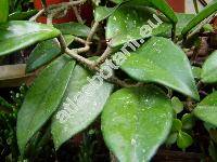 Hoya carnosa (L.) R. Br. (Asclepias carnosa)
