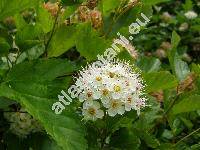 Physocarpus opulifolius (L.) Maxim. (Spiraea opulifolia L.)