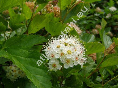 Physocarpus opulifolius (L.) Maxim. (Spiraea opulifolia L.)