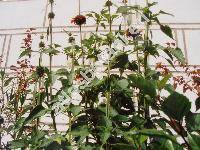 Leonotis leonurus (Leonotis leonurus (L.) Br., Phlomis leonurus L.)