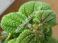 Pilea crassifolia