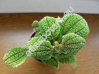 Pilea crassifolia