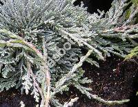 Juniperus horizontalis (Juniperus horizontalis Moench)