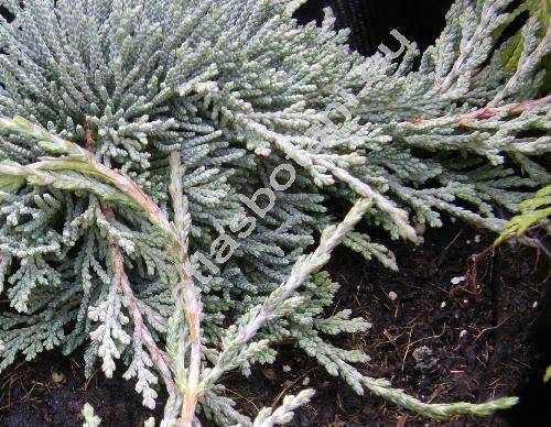 Juniperus horizontalis (Juniperus horizontalis Moench)