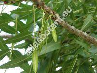 Fraxinus angustifolia Vahl (Fraxinus oxycarpa Bieb. ex Willd.)