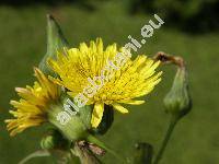 Sonchus oleraceus L.