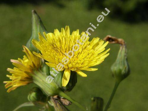 Sonchus oleraceus L.