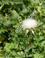 Sonchus oleraceus L.