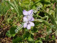 Viola riviniana Reichenb. (Viola sylvestris Lam.)