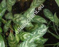 Aglaonema treubii Engl. (Aglaonema Treubii)