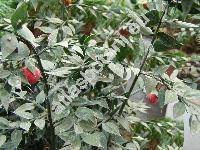 Ruscus aculeatus L. (Ruscus ponticus)