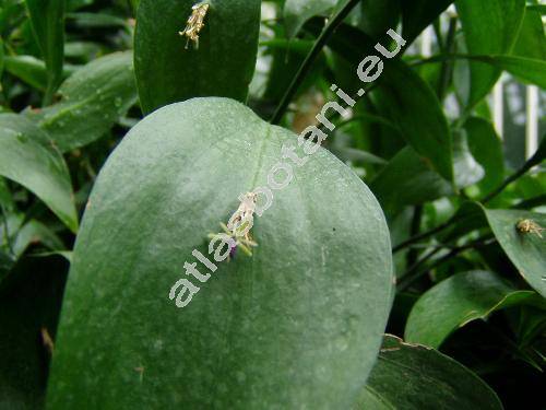 Ruscus hypoglossum L.