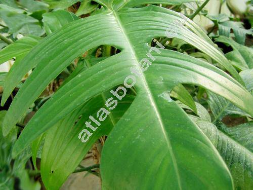 Philodendron laciniatum (Vell.) Engl. (Philodendron pedatum (Hook.) Kunth, Caladium pedatum Hook., Dracontium laciniatum Vell.)