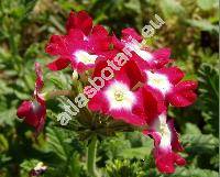 Verbena x hybrida 'Defiance'