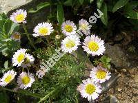 Leucanthemopsis alpina (L.) Heywood (Chrysanthemum alpinum L.)