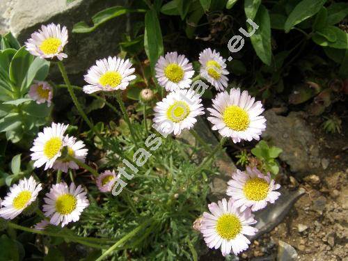 Leucanthemopsis alpina (L.) Heywood (Chrysanthemum alpinum L.)