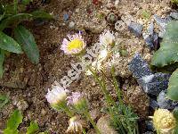 Leucanthemopsis alpina (L.) Heywood (Chrysanthemum alpinum L.)