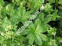 Alchemilla alpina L. (Alchemilla alpigena)