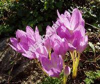 Colchicum x hybridum hort.