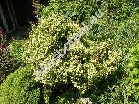 Chamaecyparis pisifera 'Squarrosa variegata'