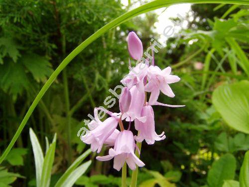 Hyacinthoides hispanica 'Rose Queen' (Scilla hispanica Mill., Endymion hispanicus, Hyacinthus hispanica, Scilla campanulata)