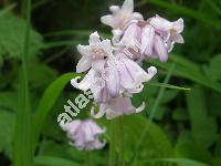 Hyacinthoides hispanica 'Rose Queen' (Scilla hispanica Mill., Endymion hispanicus, Hyacinthus hispanica, Scilla campanulata)