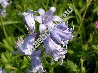 Hyacinthoides hispanica 'Blue Queen' (Scilla hispanica Mill., Endymion hispanicus, Hyacinthus hispanica, Scilla campanulata)
