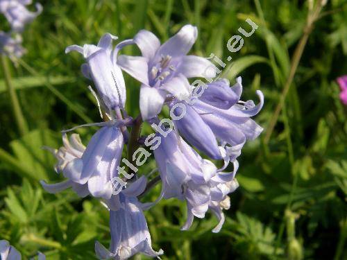 Hyacinthoides hispanica 'Blue Queen' (Scilla hispanica Mill., Endymion hispanicus, Hyacinthus hispanica, Scilla campanulata)