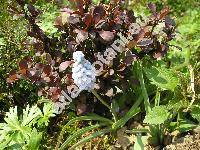 Muscari azureum (Hyacinthella azurea, Hyacinthus azureus, Bellevalia azurea)