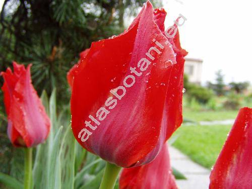 Tulipa 'Red Riding Hood'