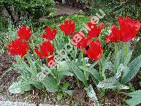 Tulipa 'Red Riding Hood'