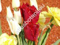 Tulipa 'Burgundy Lace'