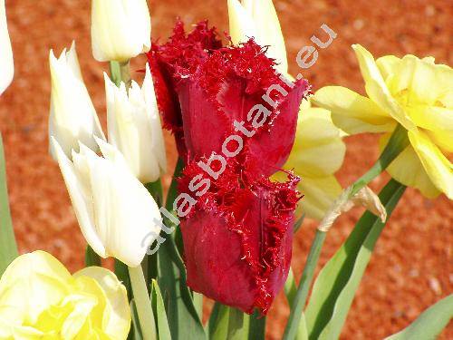 Tulipa 'Burgundy Lace'