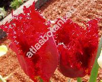 Tulipa 'Burgundy Lace'