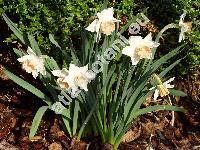 Narcissus 'Salome'