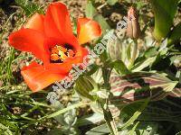 Tulipa 'Roodkapje'