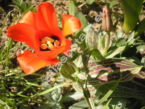 Tulipa 'Roodkapje'