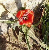 Tulipa 'Roodkapje'