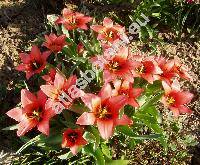 Tulipa 'China Pink' (Tulipa gesneriana 'Chine Pink')