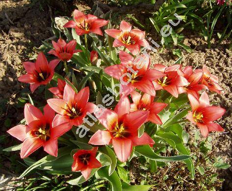 Tulipa 'China Pink' (Tulipa gesneriana 'Chine Pink')