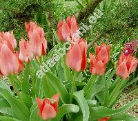 Tulipa 'China Pink' (Tulipa gesneriana 'Chine Pink')